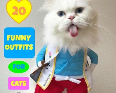 Funny Cat Costumes (2)