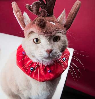 kitten christmas outfits 11