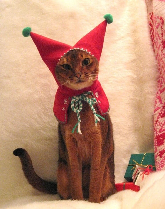 kitten christmas outfits 6