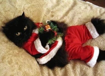 kitten christmas outfits 23