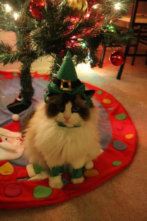 kitten christmas outfits 7