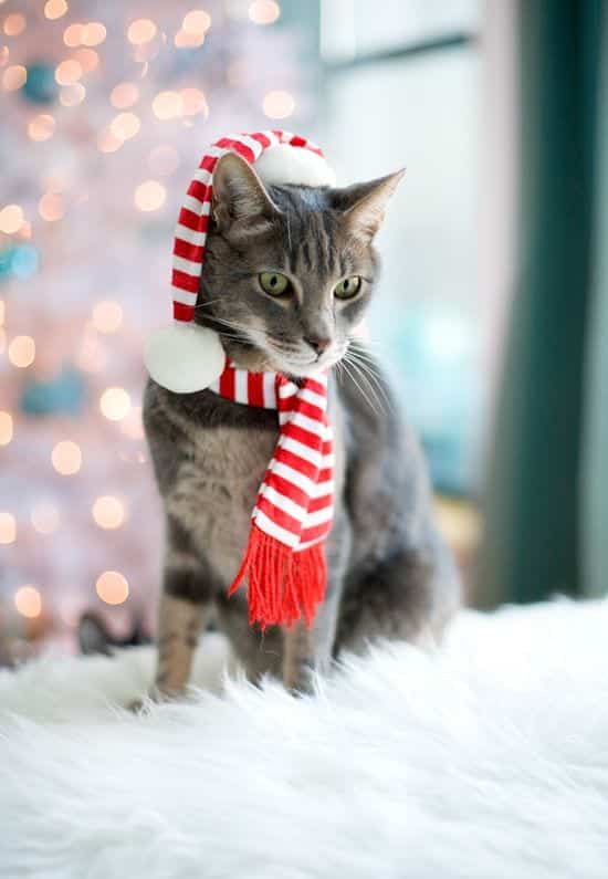 Kittens Christmas Outfits – 20 Christmas Costumes For Cats