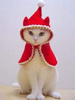 kitten christmas outfits 13