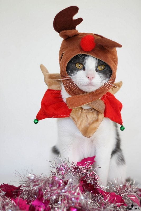 kitten christmas outfits 2