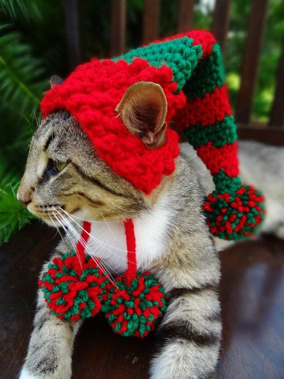 kitten christmas outfits 8