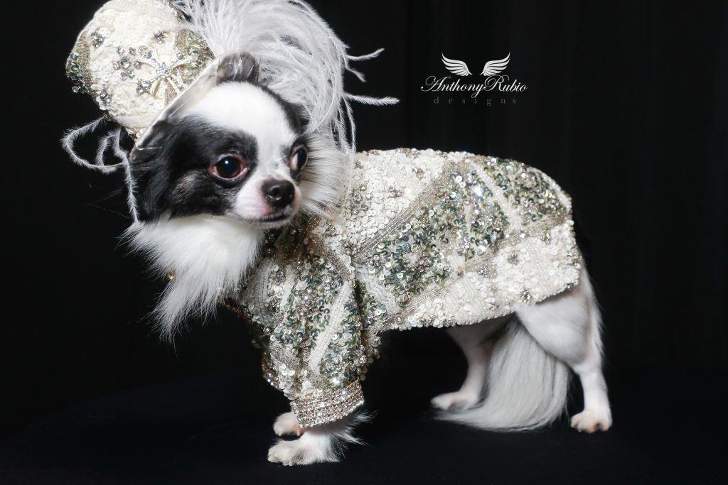 Funny Outfits for Dogs 20 Most Funny Clothes for Dogs