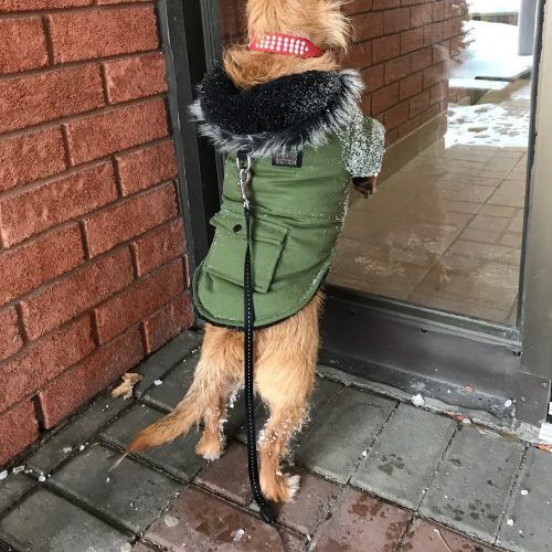 Funny Outfit Ideas for Dogs (20)