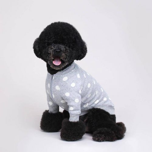 Funny Outfit Ideas for Dogs (4)