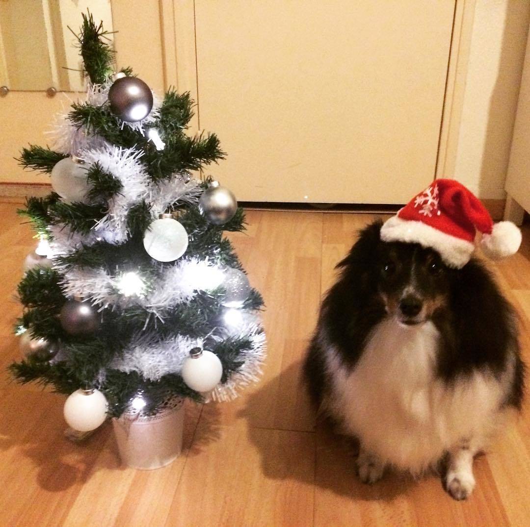 Funny Outfits for Dogs 20 Most Funny Clothes for Dogs