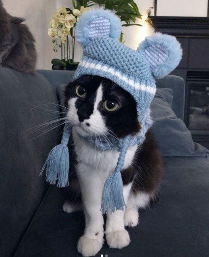 Funny Cat Costumes (12)