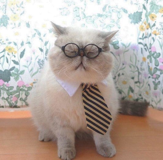 Funny Outfits For Cats – 20 Most Funny Clothes For Cats