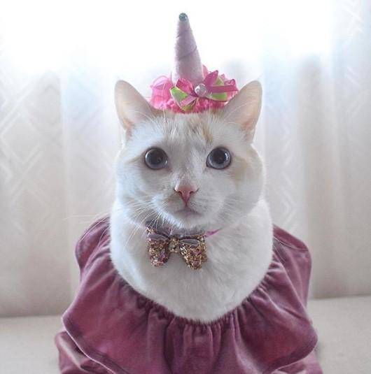 Funny Cat Costumes (10)