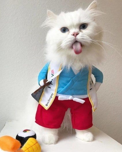 Funny Cat Costumes (9)
