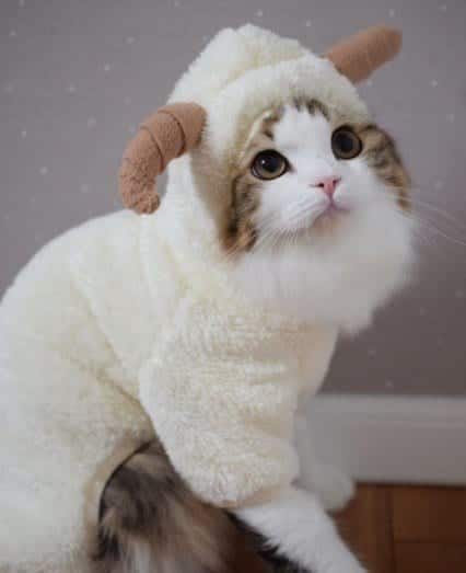 Funny Cat Costumes (8)