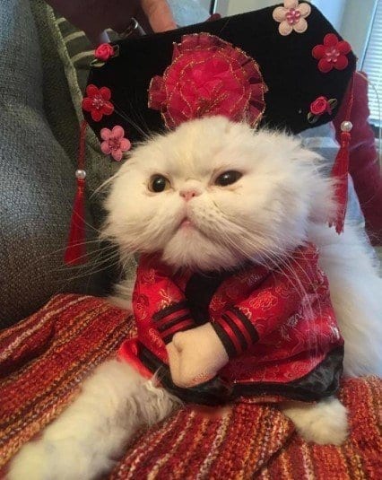 Funny Cat Costumes (7)