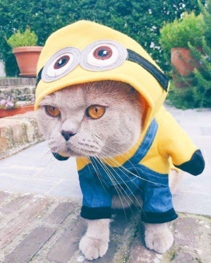Funny Outfits For Cats – 20 Most Funny Clothes For Cats