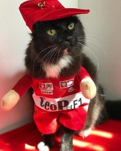 Funny Outfits For Cats – 20 Most Funny Clothes For Cats