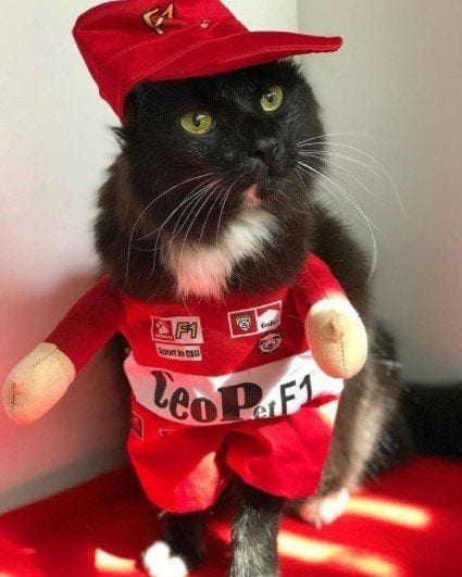 Funny Cat Costumes (5)