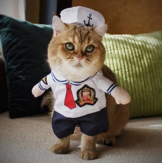 Funny Outfits For Cats – 20 Most Funny Clothes For Cats