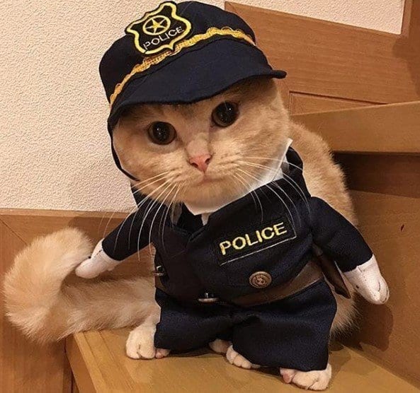 Cowboy Cat