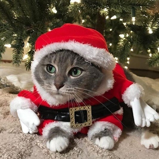 Funny Outfits For Cats – 20 Most Funny Clothes For Cats