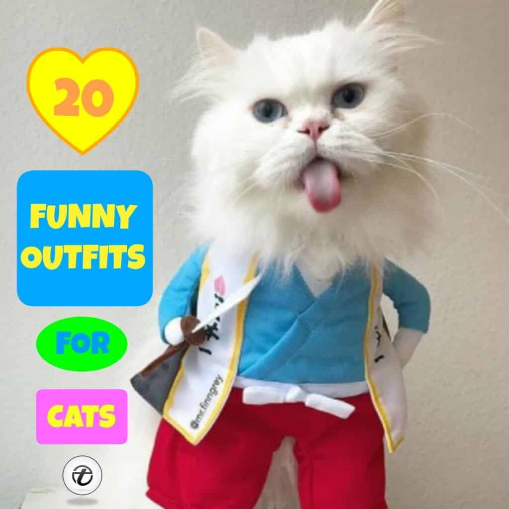 20 Most Funny Clothes and Costumes For Cats