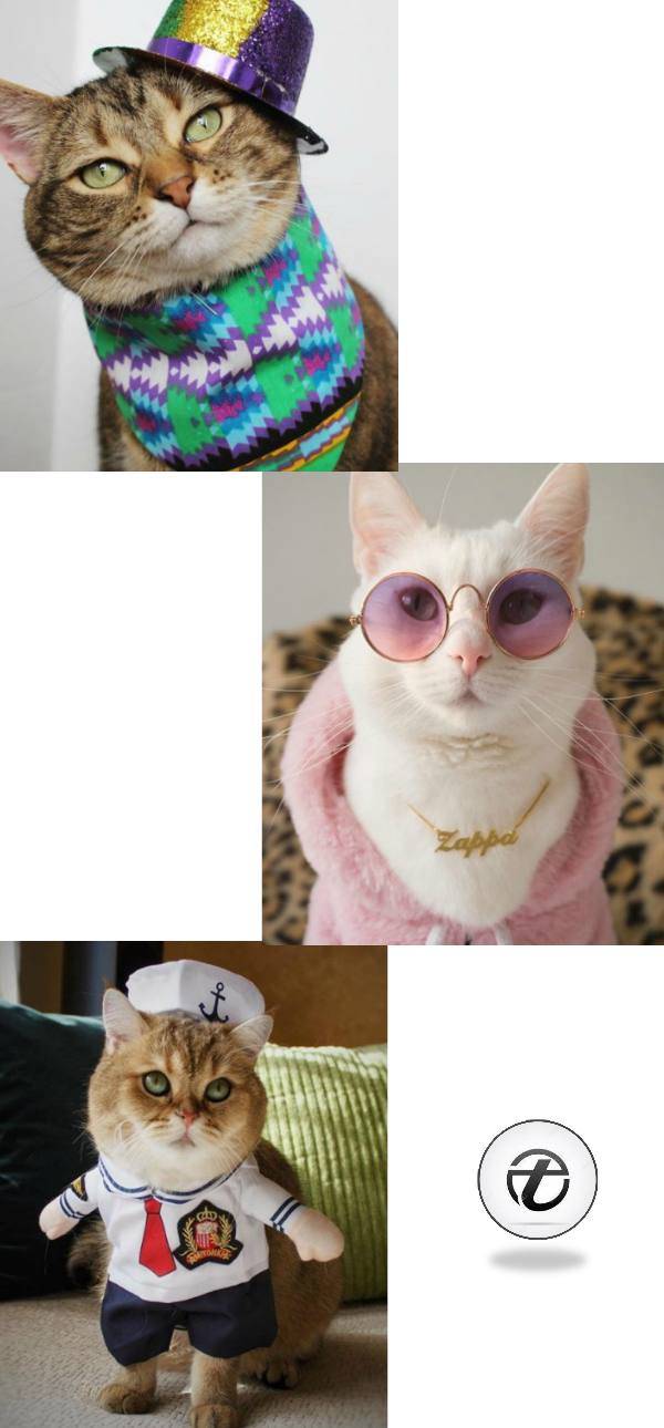 20 Most Funny Clothes and Costumes For Cats