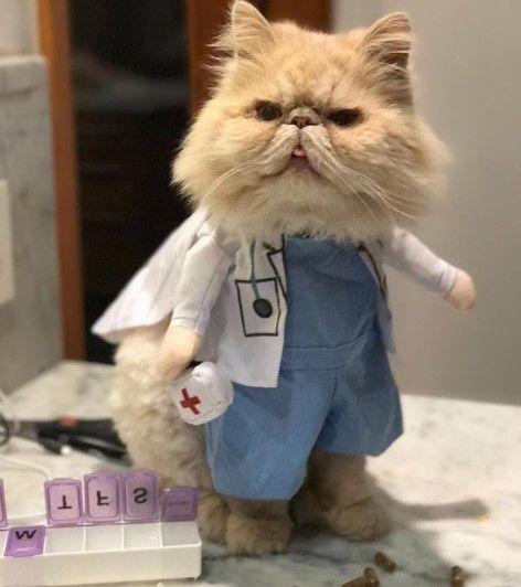 Funny Outfits For Cats – 20 Most Funny Clothes For Cats