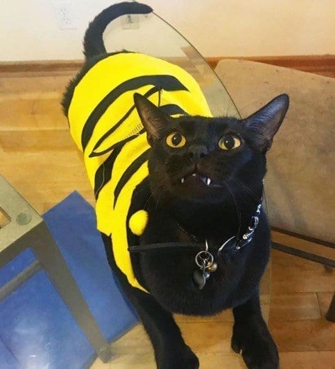 Funny Cat Costumes (19)