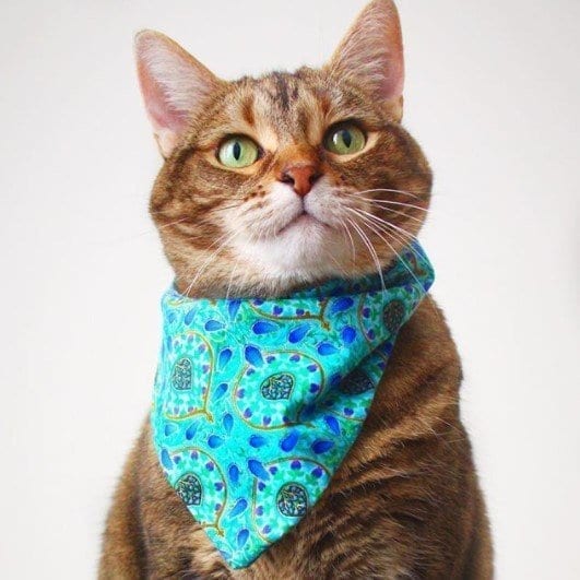 Funny Outfits For Cats – 20 Most Funny Clothes For Cats