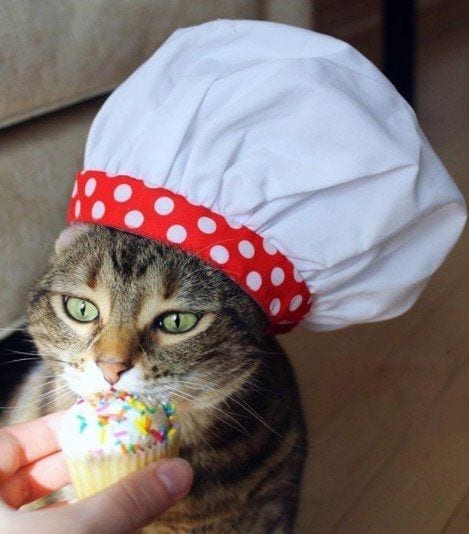 Funny Outfits For Cats – 20 Most Funny Clothes For Cats