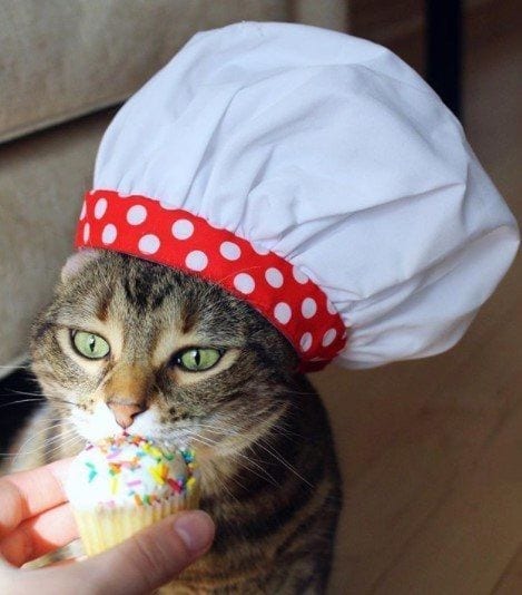 Funny Cat Costumes (16)