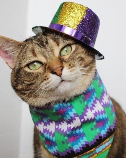 Funny Cat Costumes (15)
