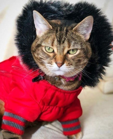 Funny Outfits For Cats – 20 Most Funny Clothes For Cats