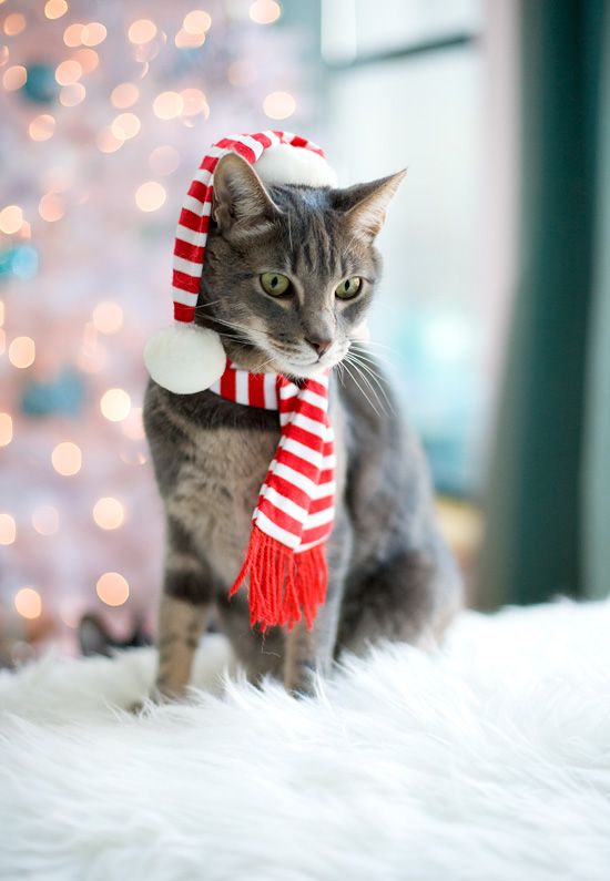 kitten christmas outfits 15