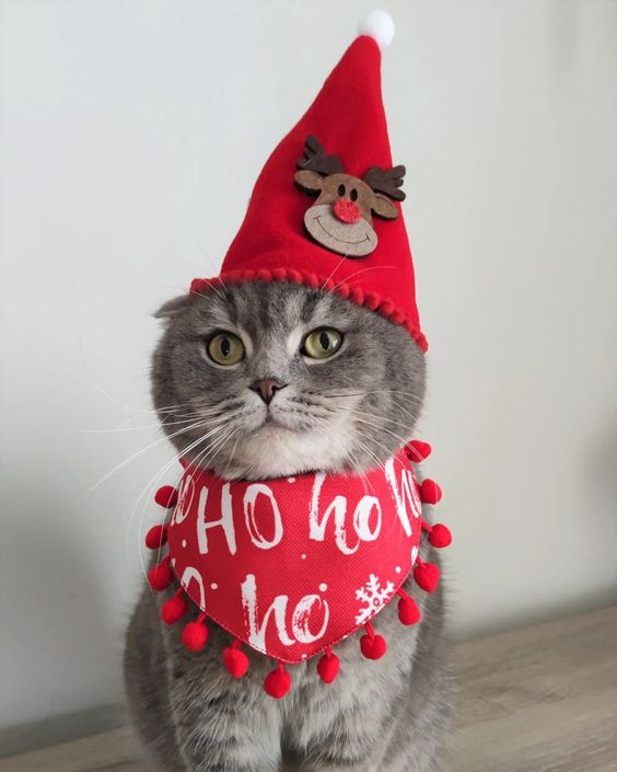 kitten christmas outfits