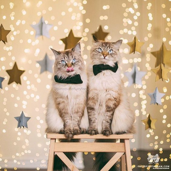 kitten christmas outfits