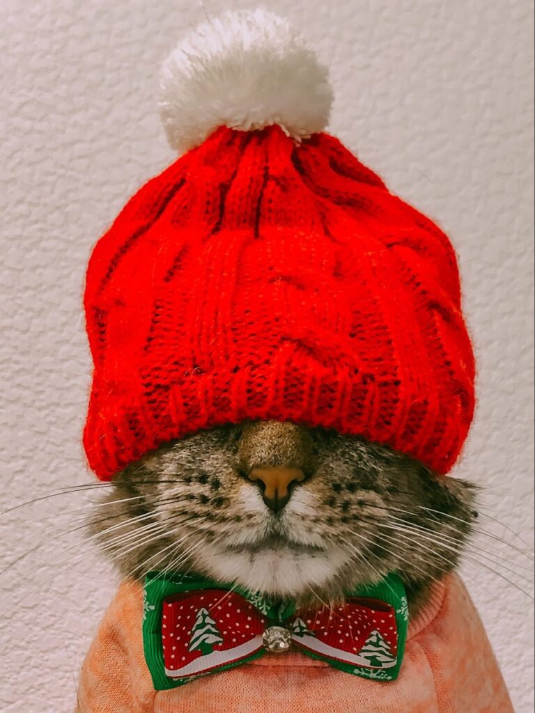 Kittens’ Christmas Outfits 25 Christmas Costumes For Cats