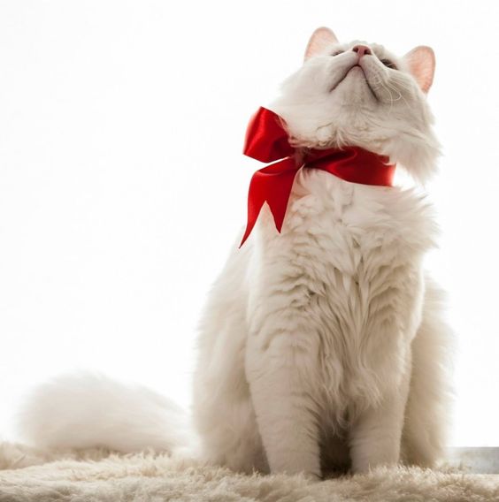 Kittens' Christmas Outfits - 25 Christmas Costumes For Cats' Christmas Outfits 1