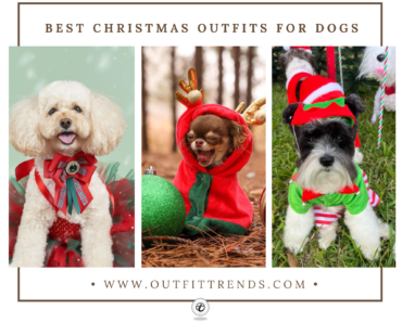 15 Best Dog Christmas Outfit Ideas