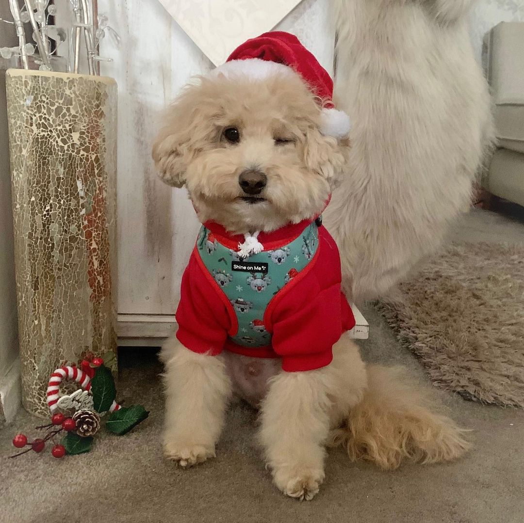 Christmas outfits for dogs 1