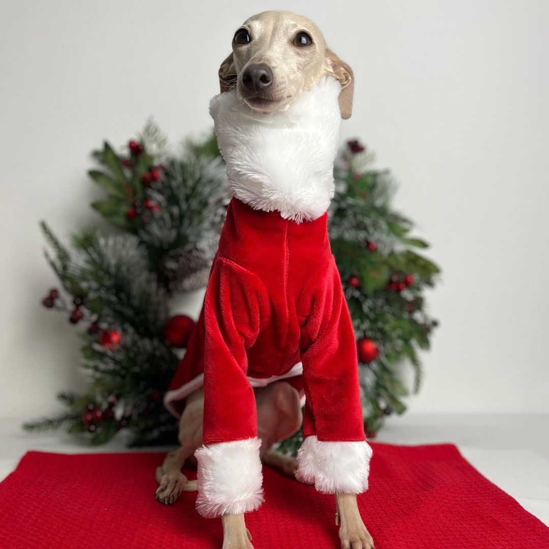 Christmas outfits for dogs 10
