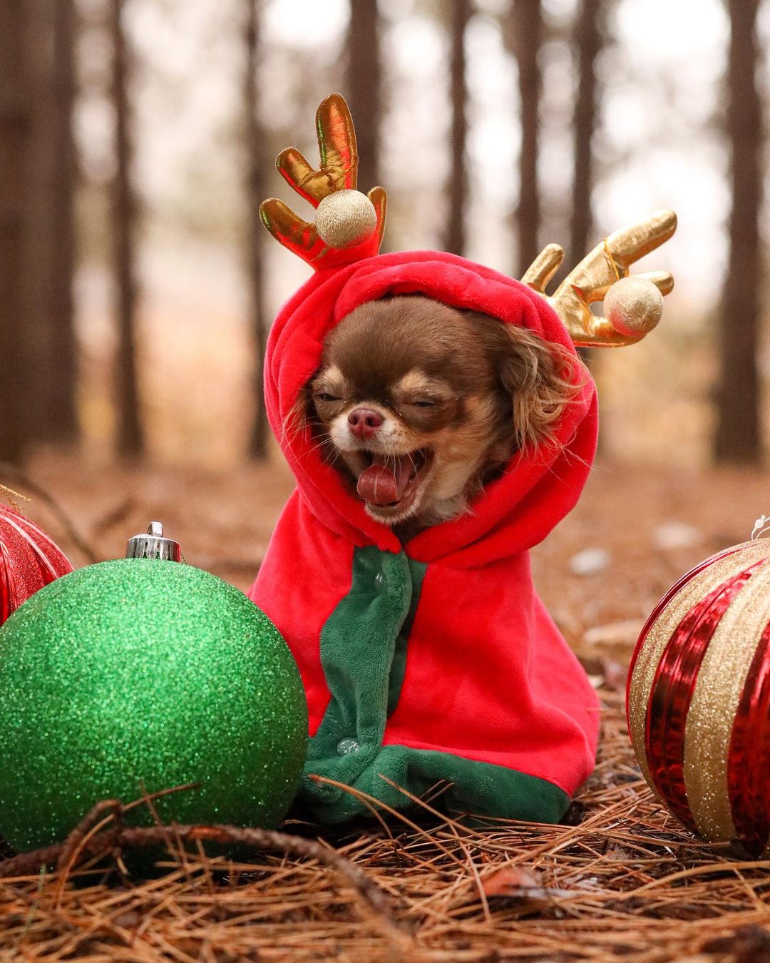 Christmas outfits for dogs 14