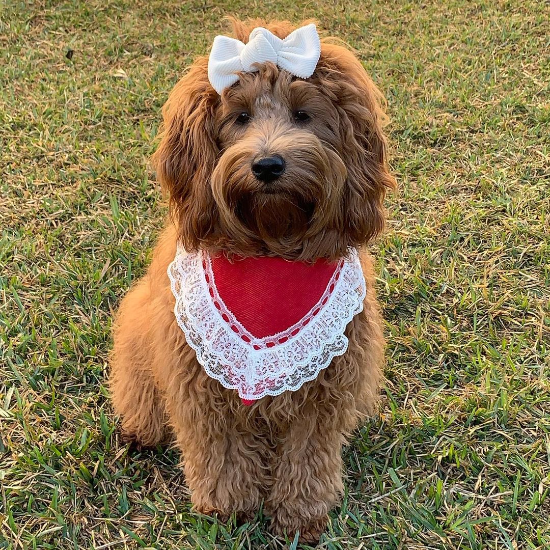 Christmas outfits for dogs 4