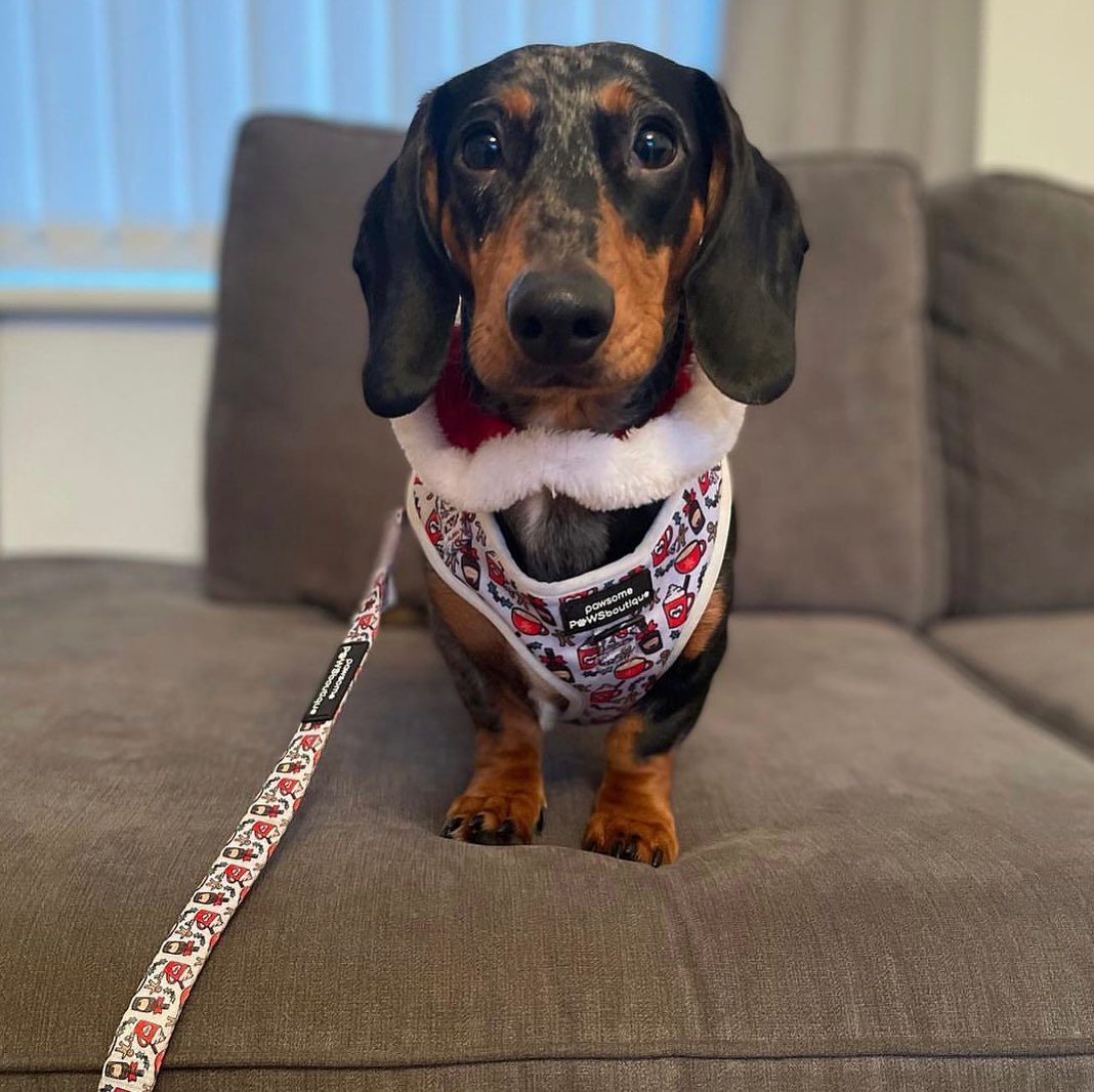 15 Best Dog Christmas Outfit Ideas