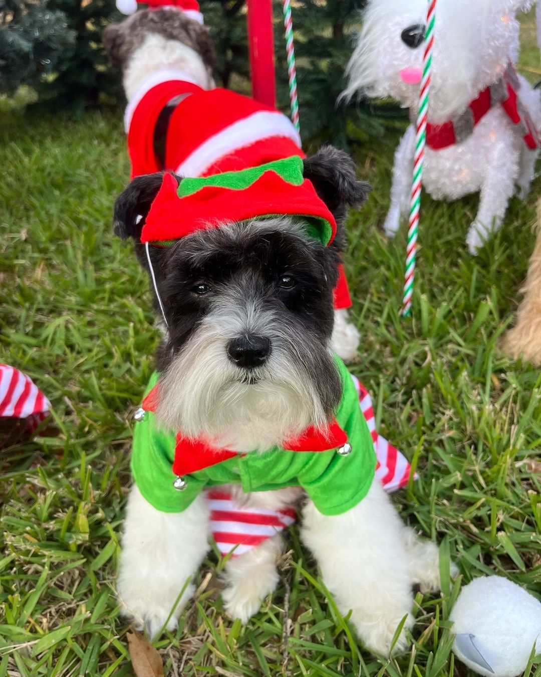 Christmas outfits for dogs 9