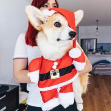15 Best Dog Christmas Outfit Ideas